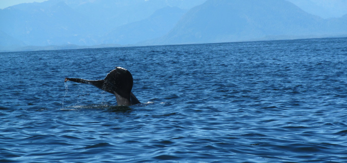 Whale-Watching