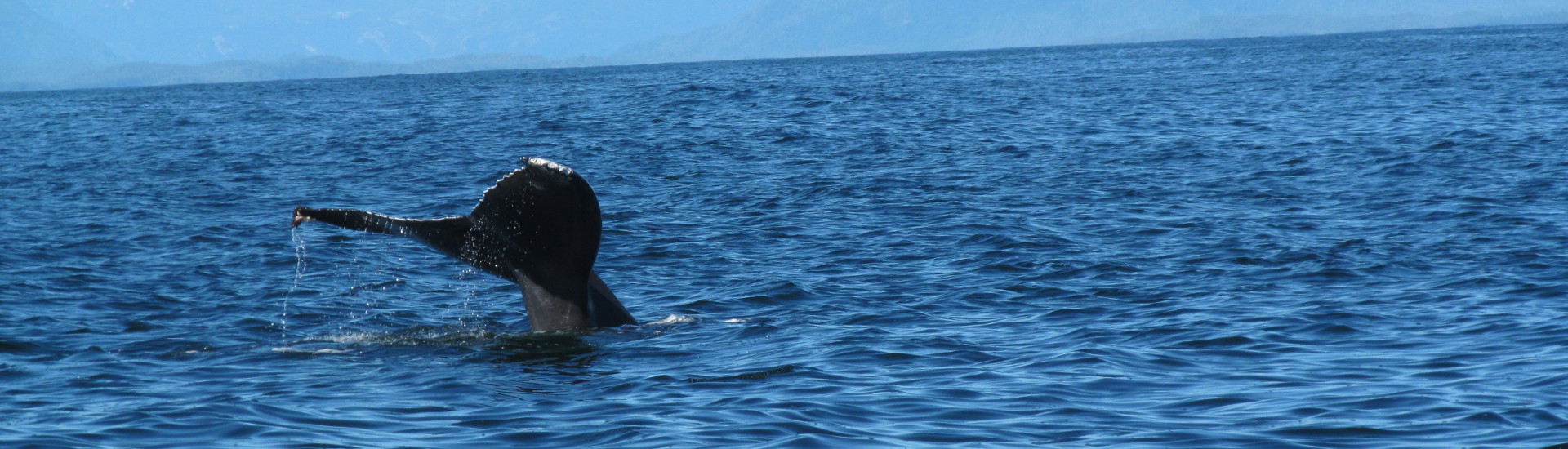 Whale-Watching