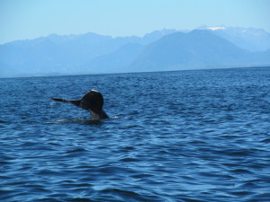 Whale-Watching
