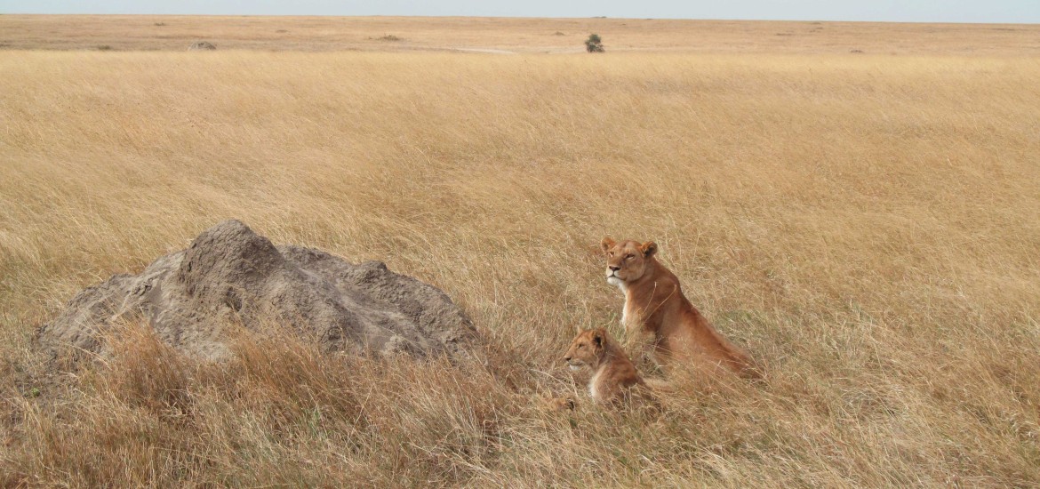 Tansania_Serengeti_Loewen