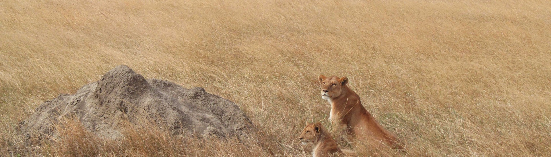 Tansania_Serengeti_Loewen