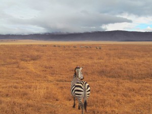 Tansania_Serengeti_Zebra